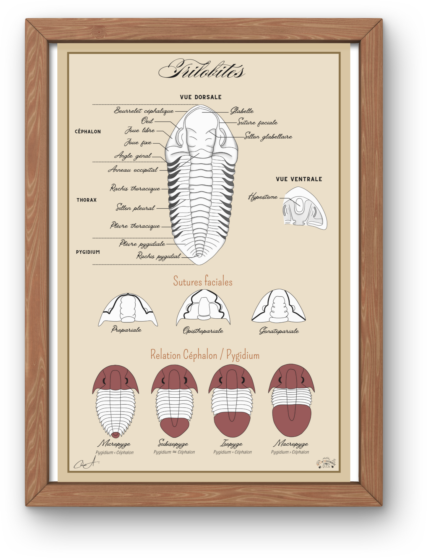 Poster anatomique – Trilobites