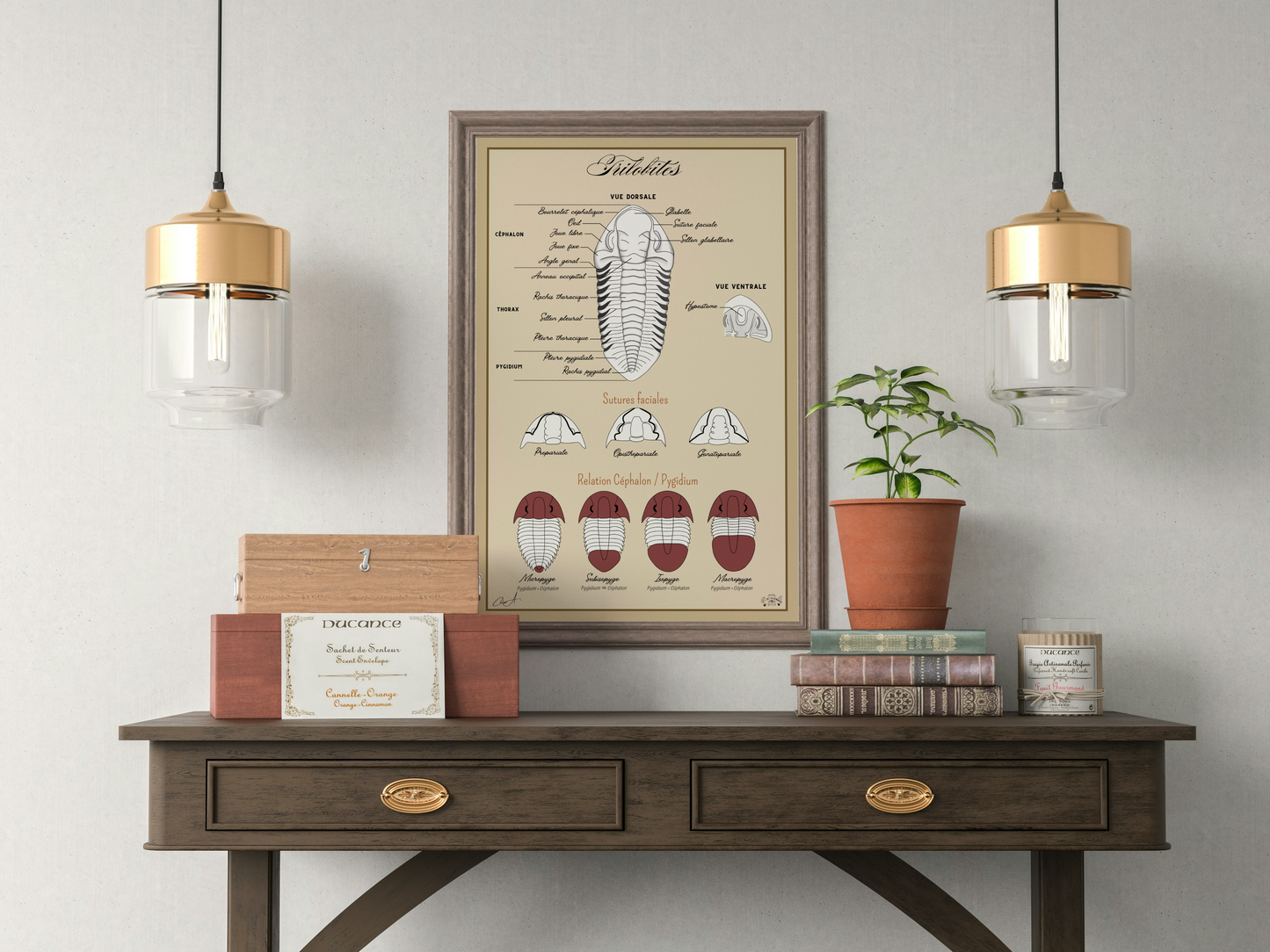 Poster anatomique – Trilobites