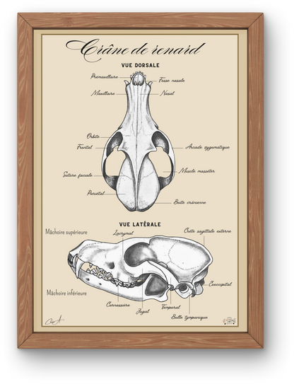 Poster anatomique - Crâne de Renard roux