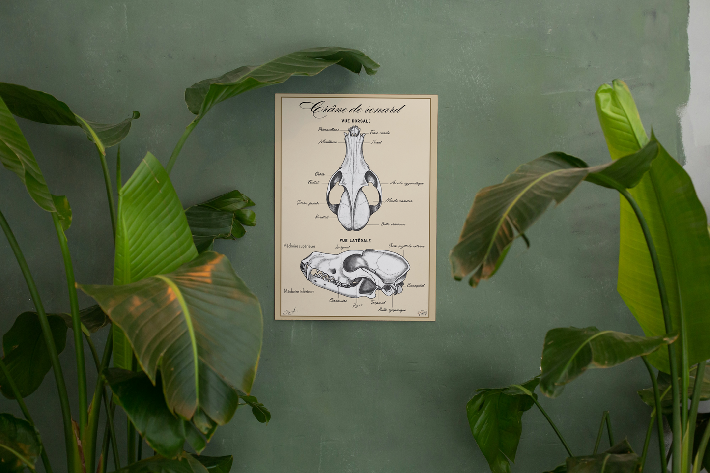 Poster anatomique - Crâne de Renard roux