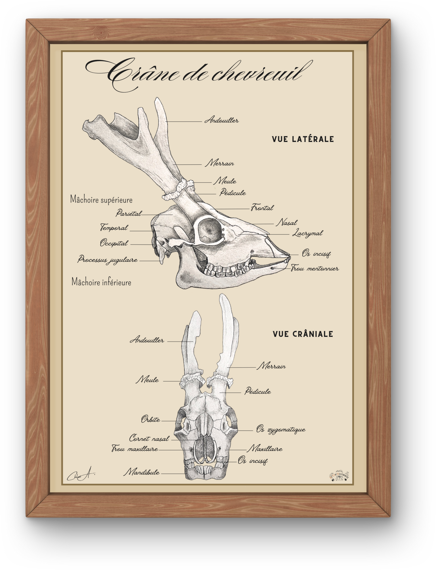 Poster anatomique - Crâne de Chevreuil européen