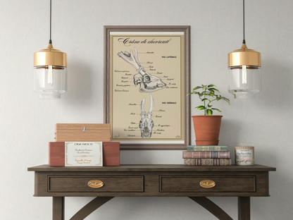 Poster anatomique - Crâne de Chevreuil européen