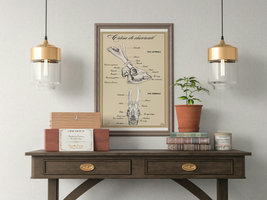 Poster anatomique - Crâne de Chevreuil européen