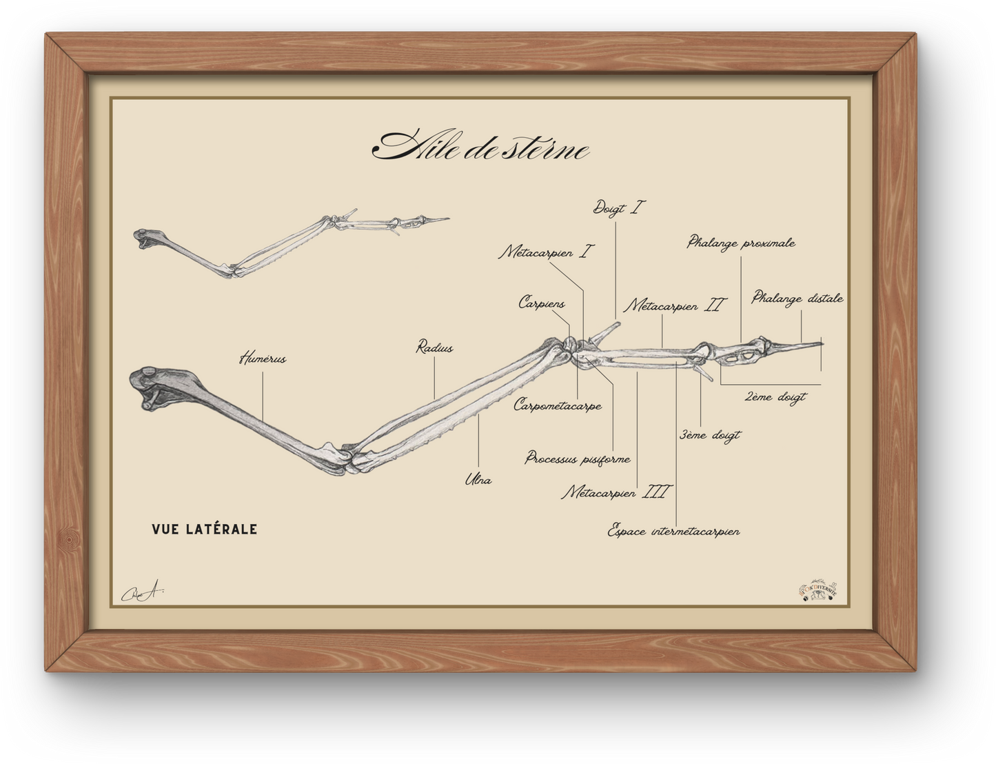 Poster anatomique – Aile de sterne pierregarin