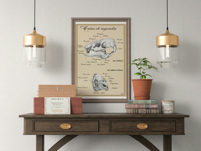 Poster anatomique – Crâne de Ragondin