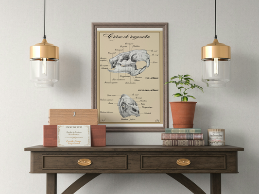 Poster anatomique – Crâne de Ragondin