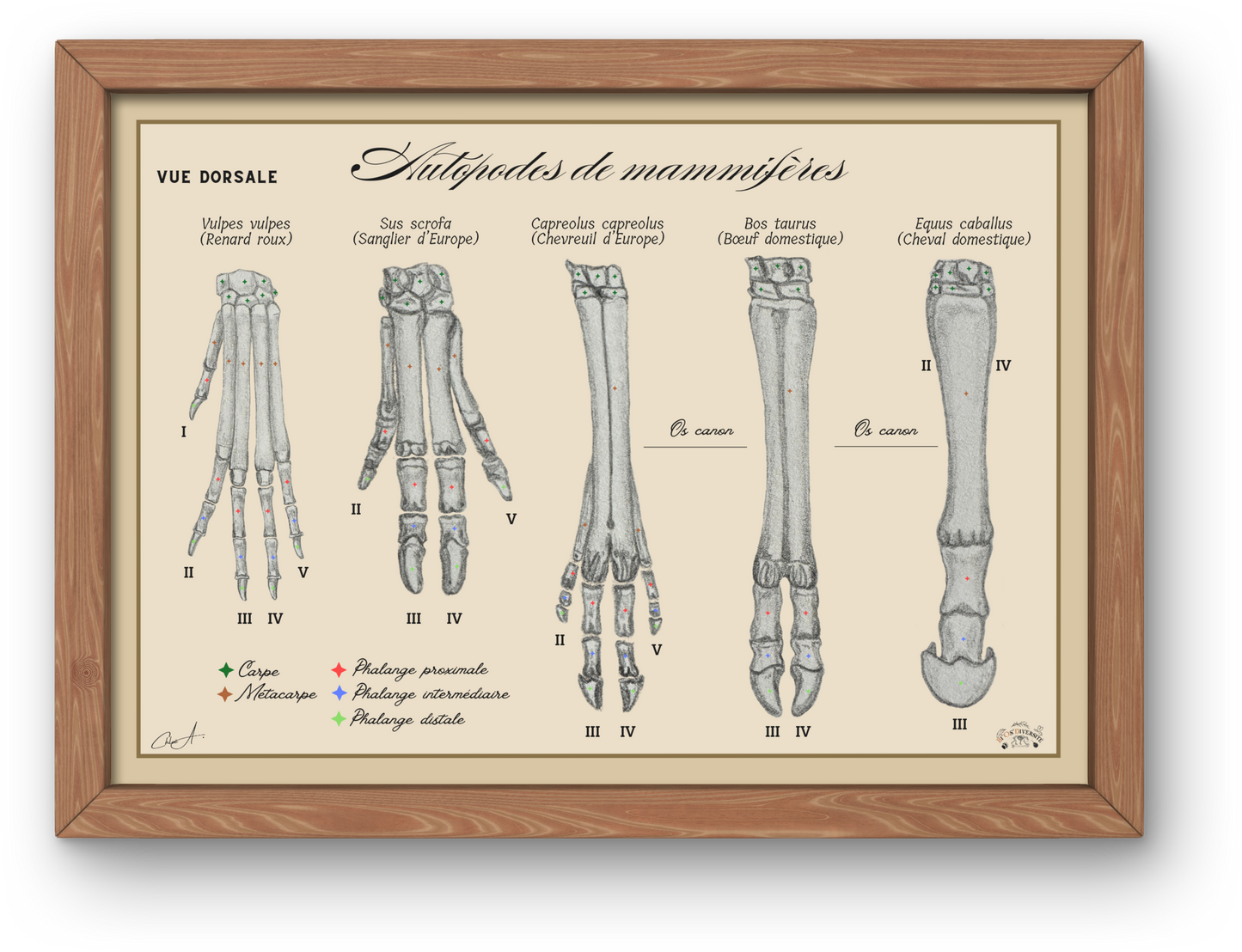 Poster anatomique – Autopodes de mammifères