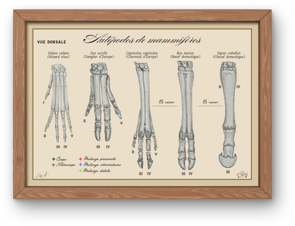 Poster anatomique – Autopodes de mammifères