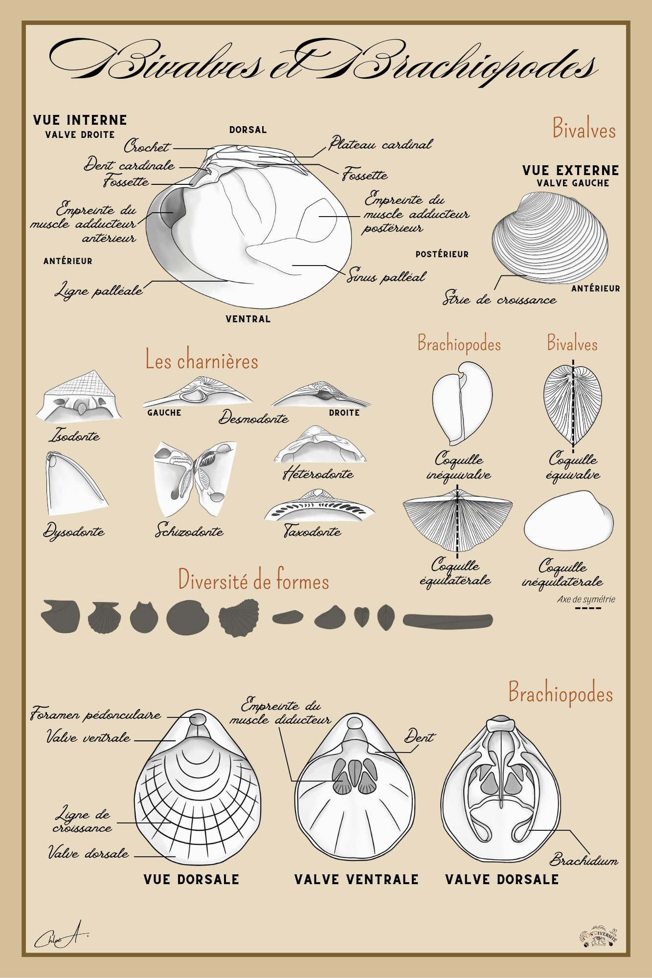 Poster anatomique – Bivalves et Brachiopodes