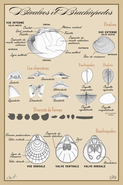 Poster anatomique – Bivalves et Brachiopodes