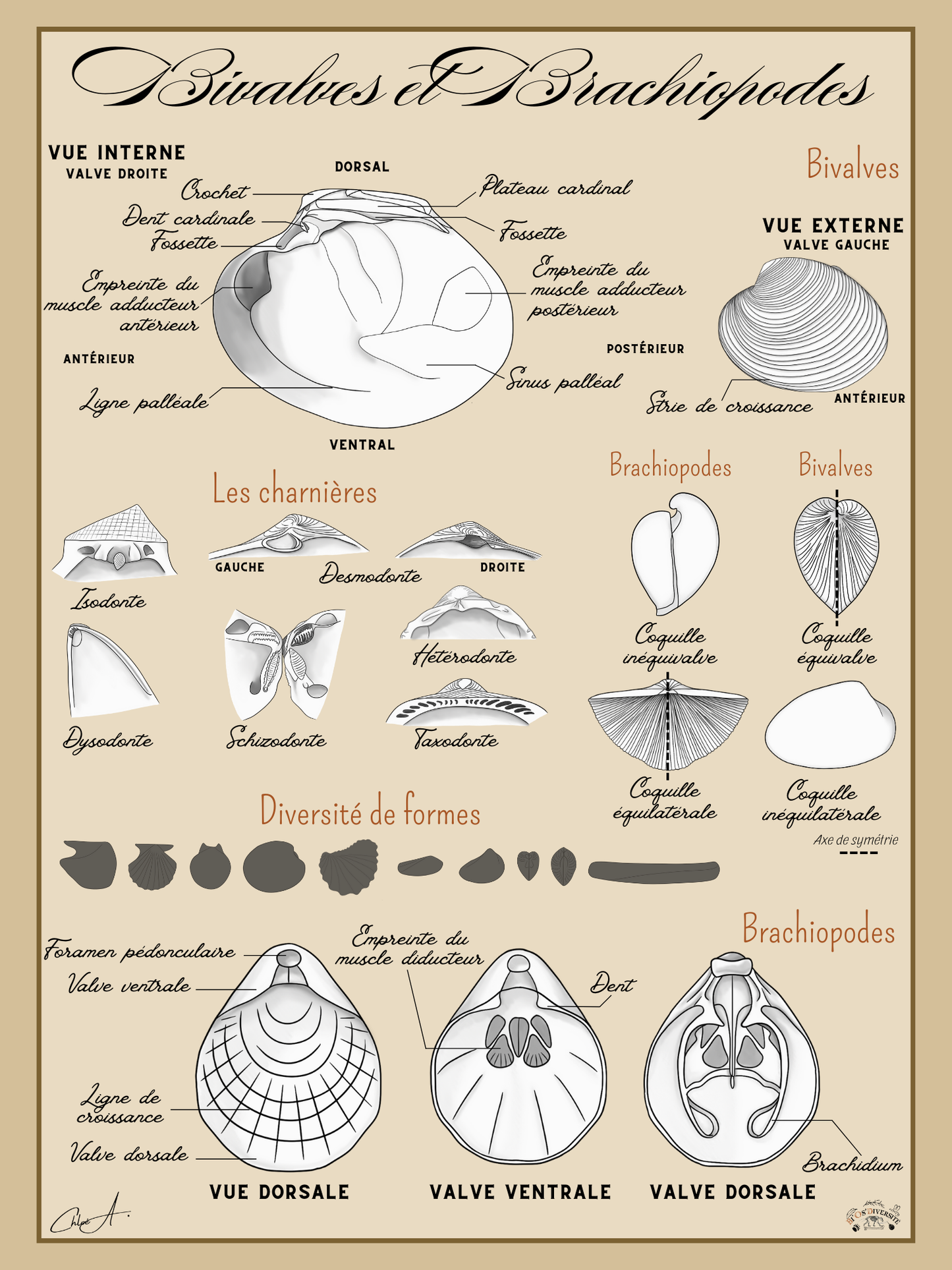 Poster anatomique – Bivalves et Brachiopodes