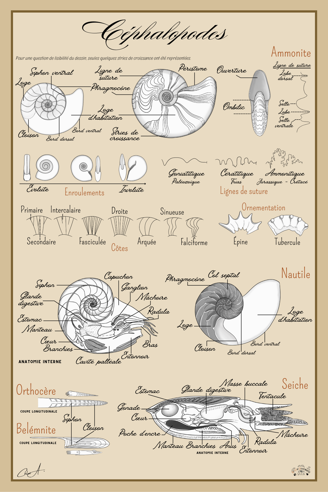 Poster anatomique – Céphalopodes