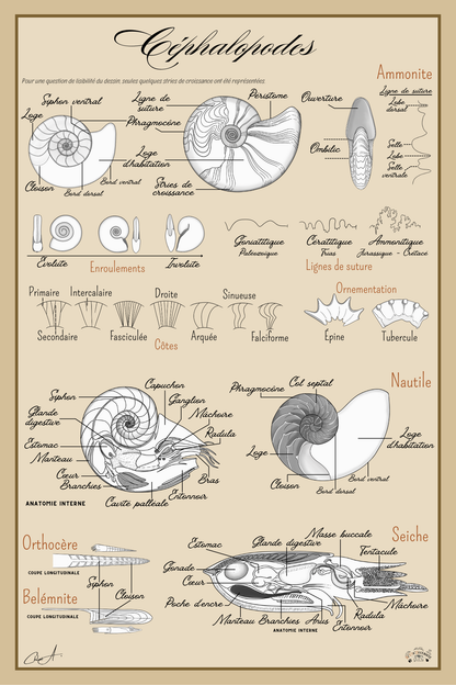 Poster anatomique – Céphalopodes
