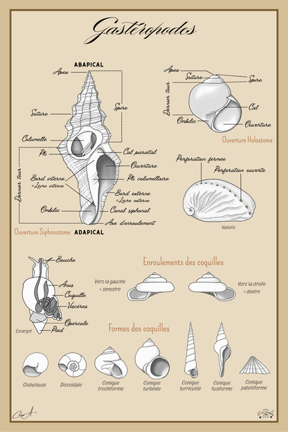Poster anatomique – Gastéropodes