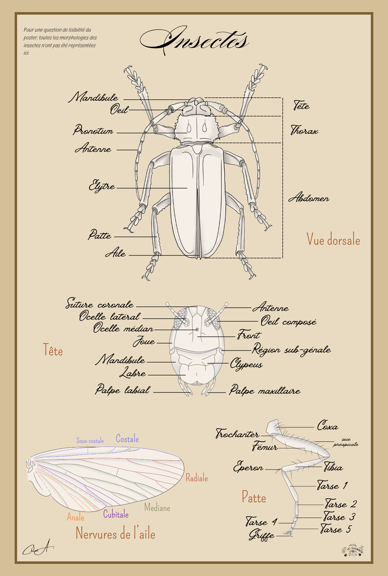 Poster anatomique & pédagogique – Les Insectes