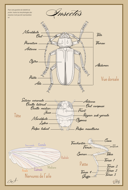 Poster anatomique & pédagogique – Les Insectes