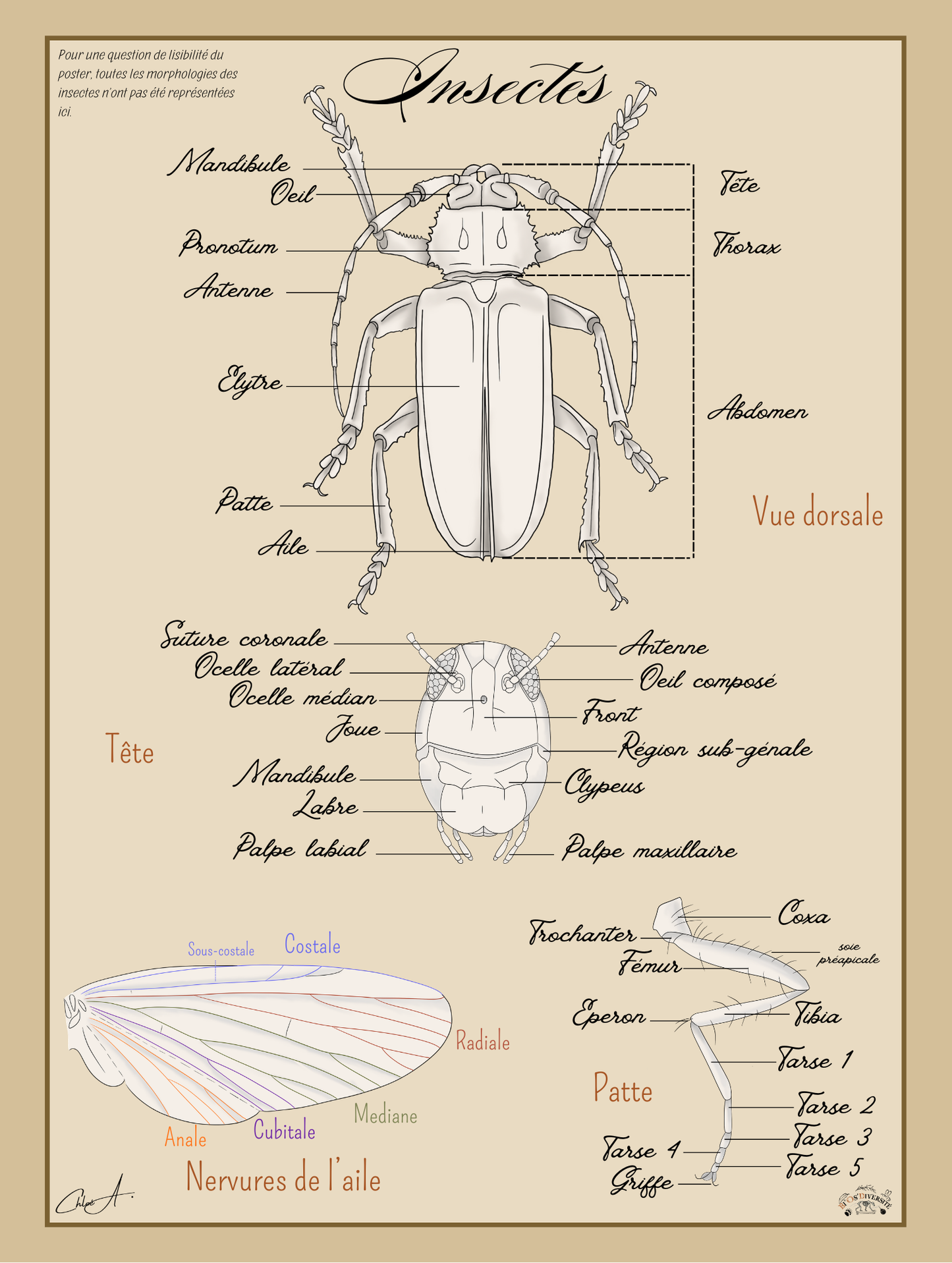 Poster anatomique & pédagogique – Les Insectes
