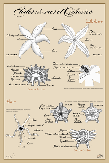 Poster anatomique – Étoiles de mer et Ophiures
