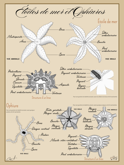Poster anatomique – Étoiles de mer et Ophiures