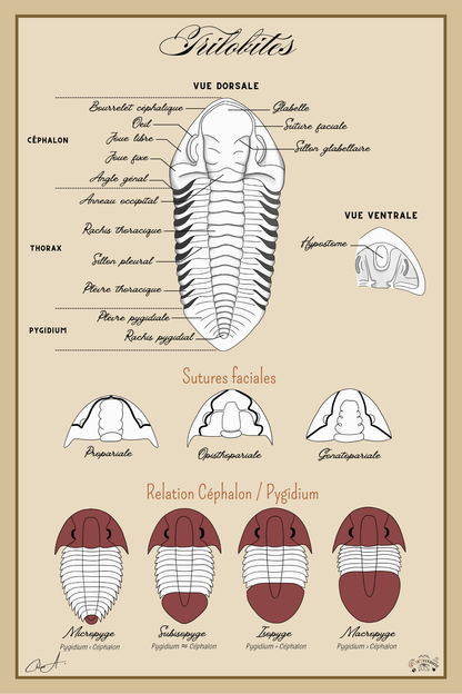 Poster anatomique – Trilobites