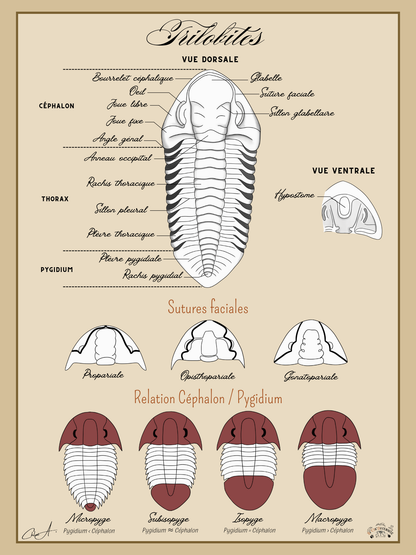 Poster anatomique – Trilobites