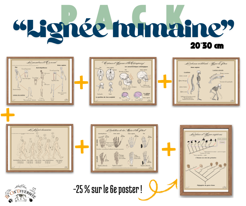 Pack - "Lignée humaine" - Posters 20*30 cm
