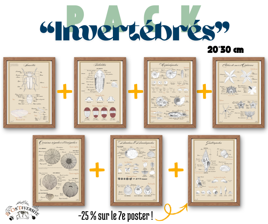 Pack "Invertébrés" - Posters 20*30 cm