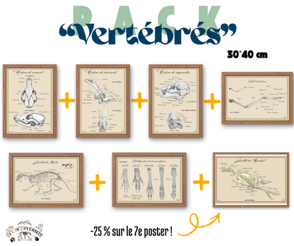 Pack "Vertébrés" - Posters 30*40 cm