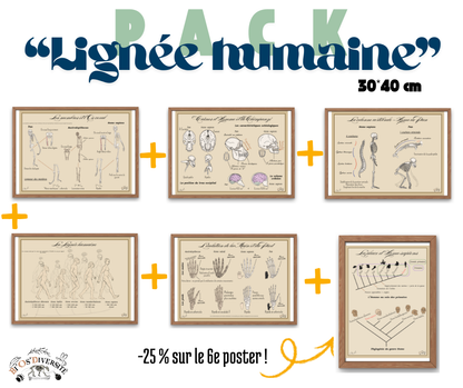 Pack - "Lignée humaine" - Posters 30*40cm